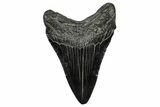 Fossil Megalodon Tooth - South Carolina #341458-1